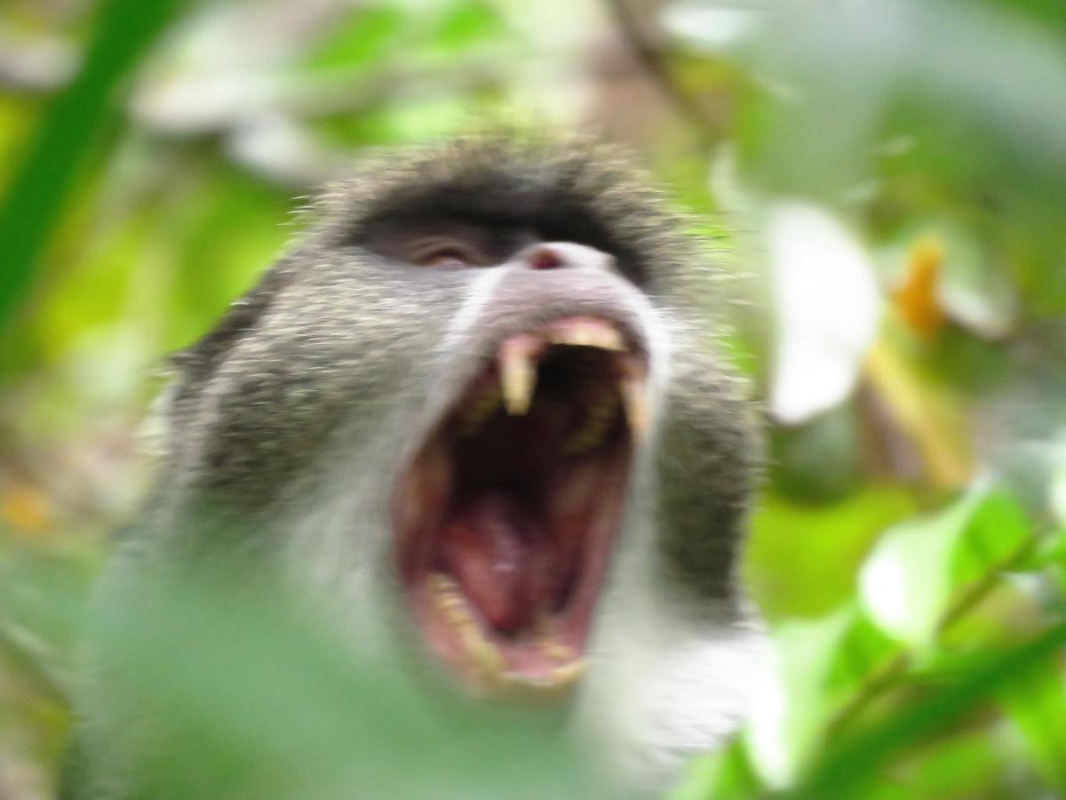 Kivulini Lodge And Restaurant ナングウィ エクステリア 写真